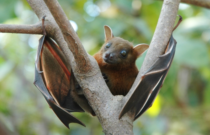greater short nosed fruit bat cynopterus sphinx1 - Тест на бешенство у летучей мыши, пойманной в Милуоки, оказался положительным