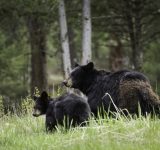 Черные медведи